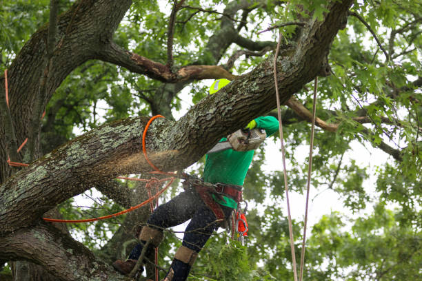 Best Hazardous Tree Removal  in Roseville, MN